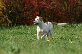 BOULEDOGUE AMERICAIN 386